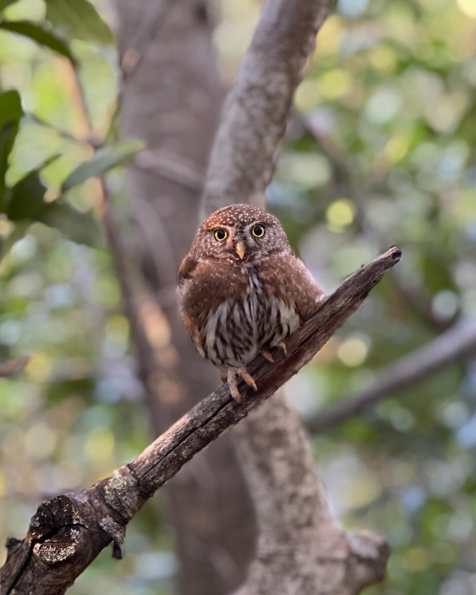 Northern Pygmy-Owl - Ruth Spence