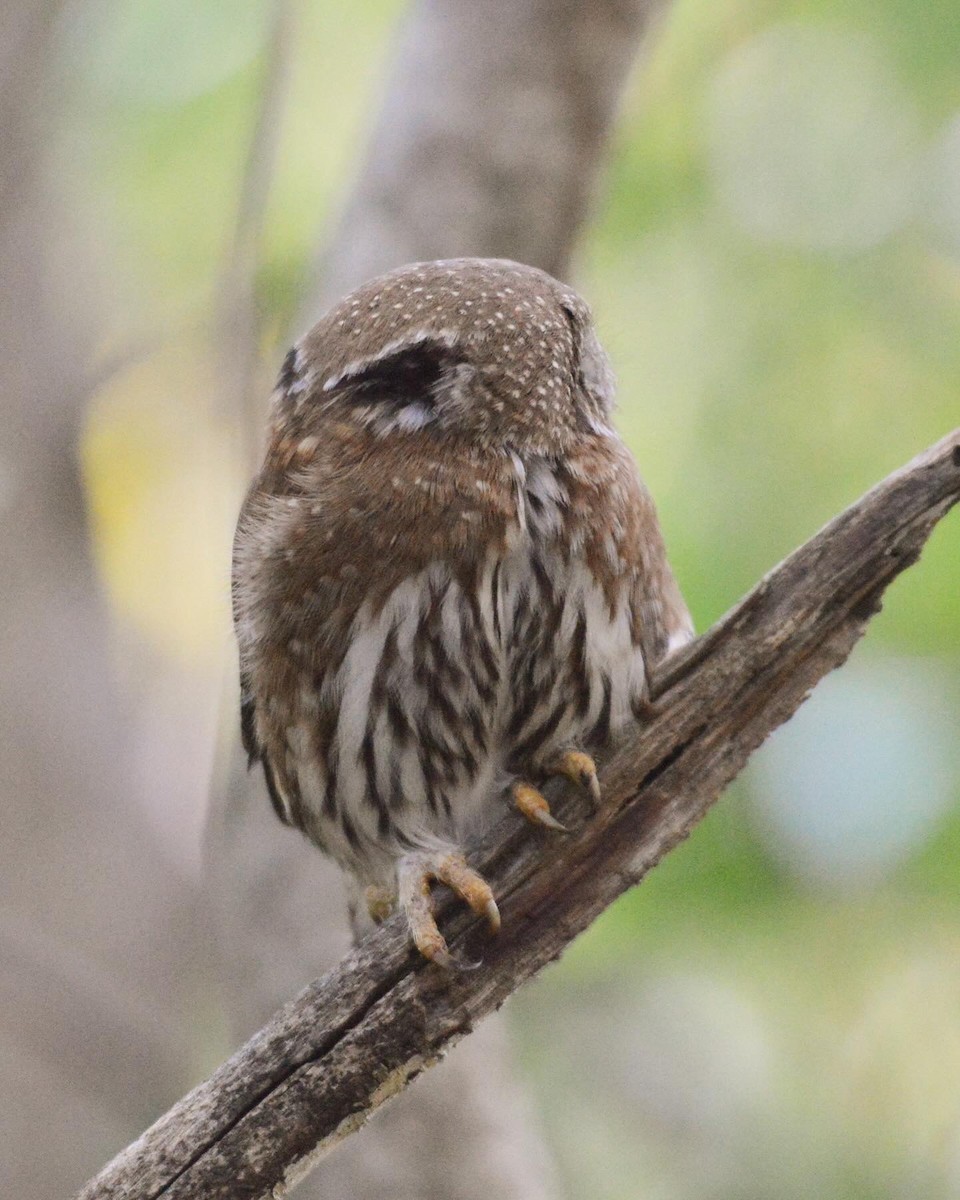 Northern Pygmy-Owl - ML620401230