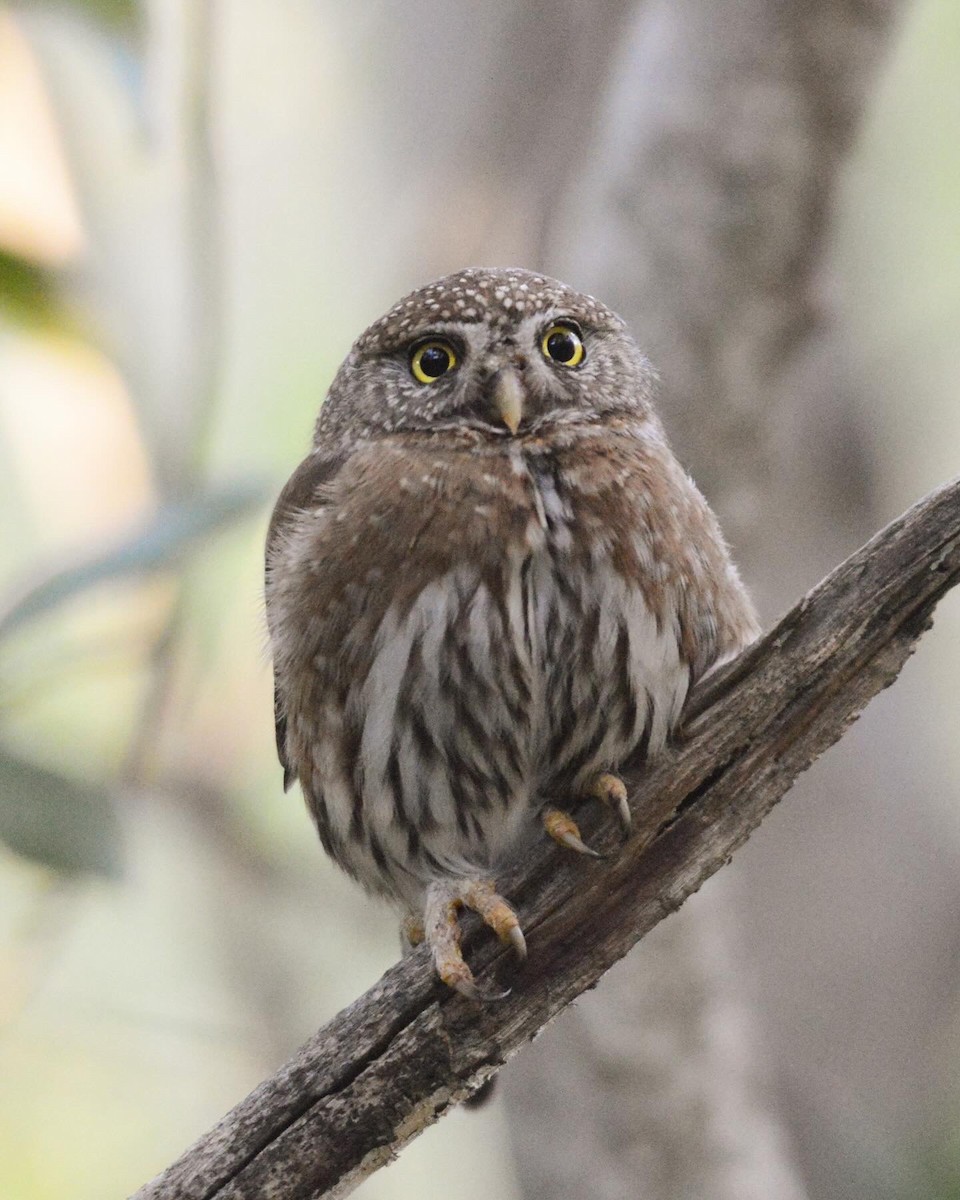 Northern Pygmy-Owl - Ruth Spence