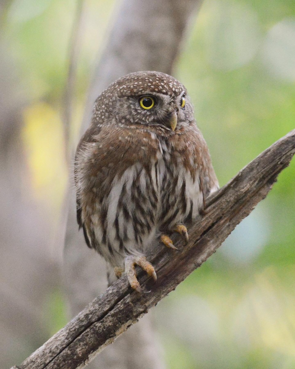Northern Pygmy-Owl - ML620401232