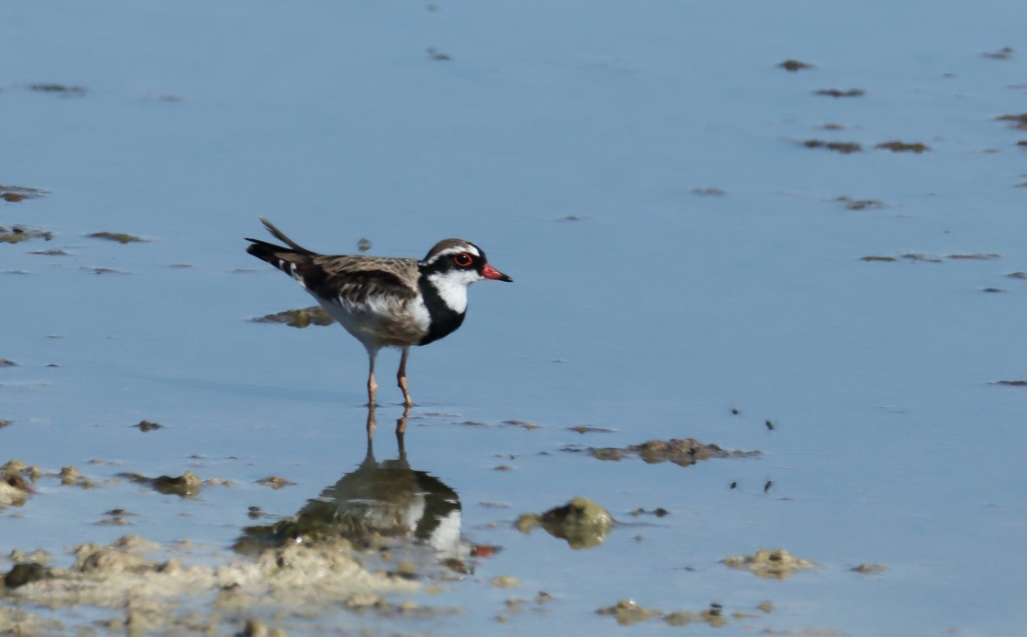 Black-fronted Dotterel - ML620401235