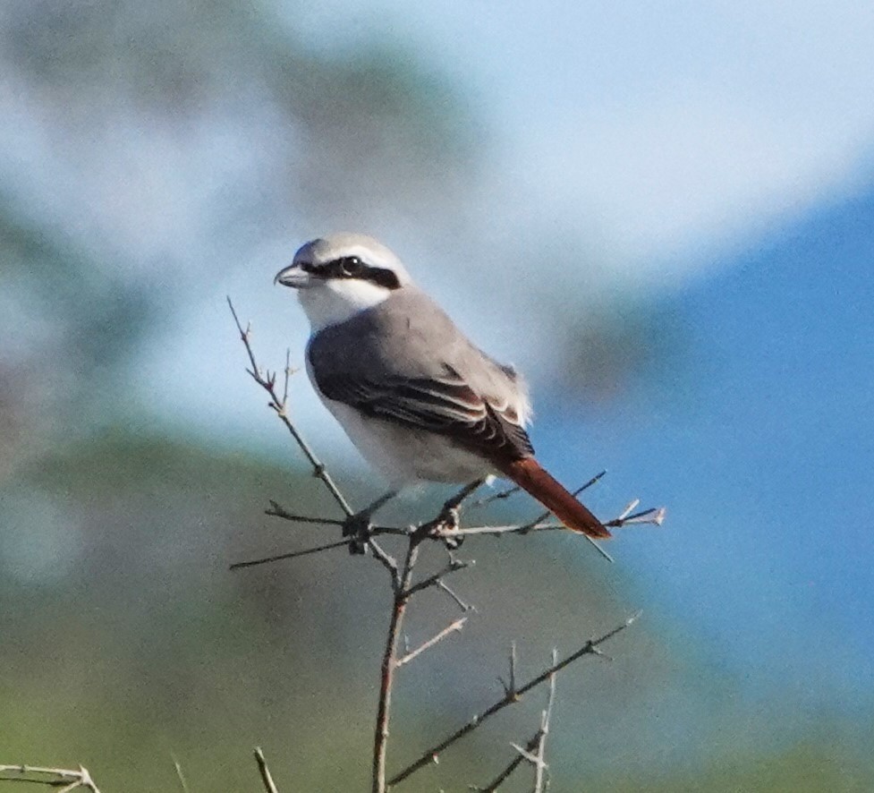 Red-tailed Shrike - ML620401240