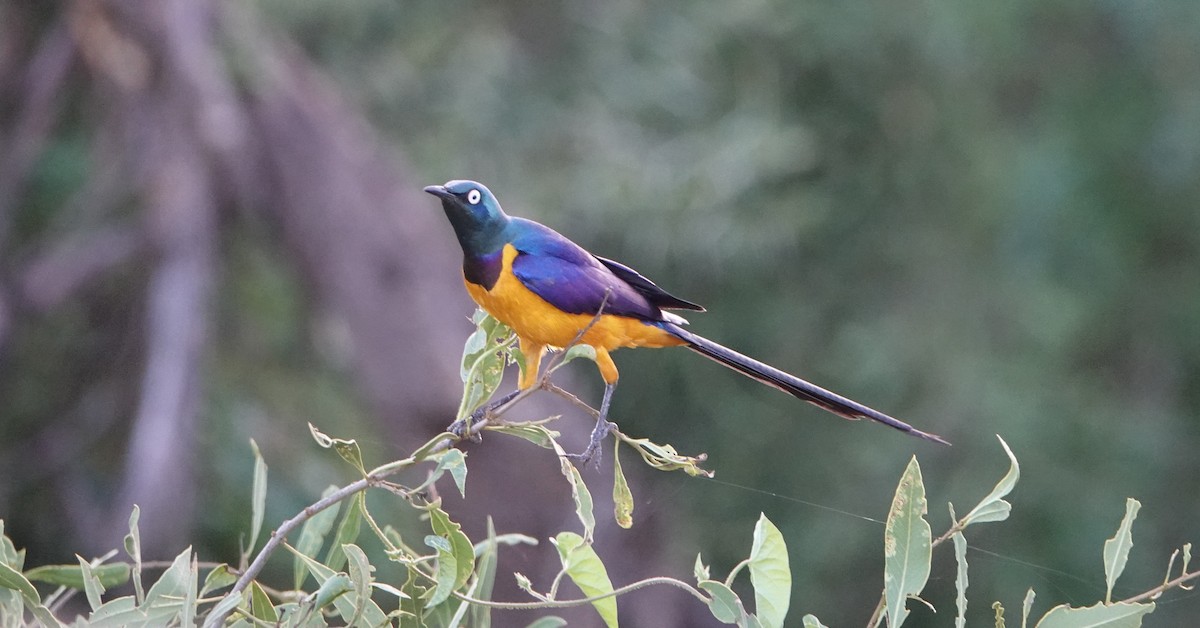 Golden-breasted Starling - ML620401251