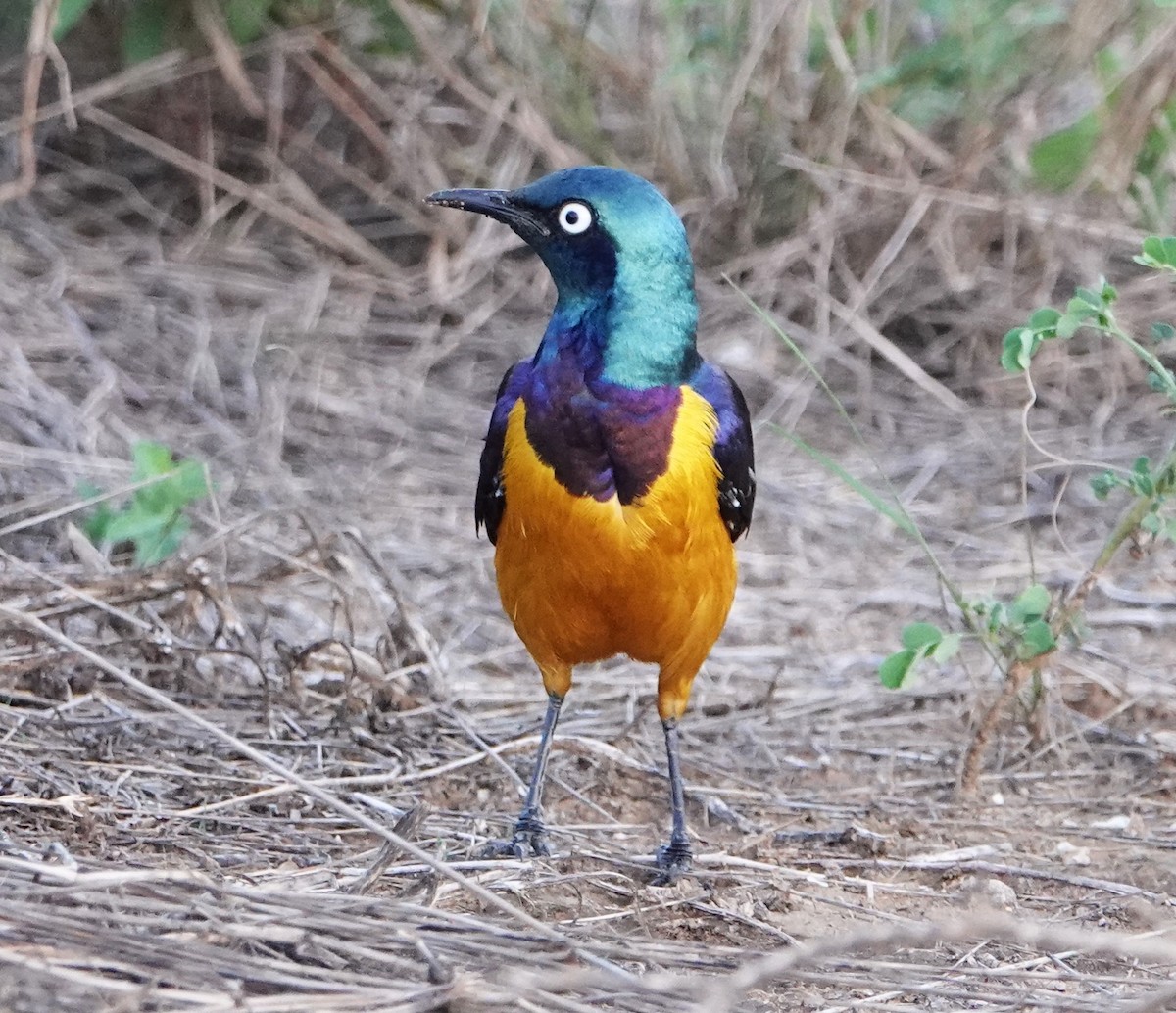 Golden-breasted Starling - ML620401254