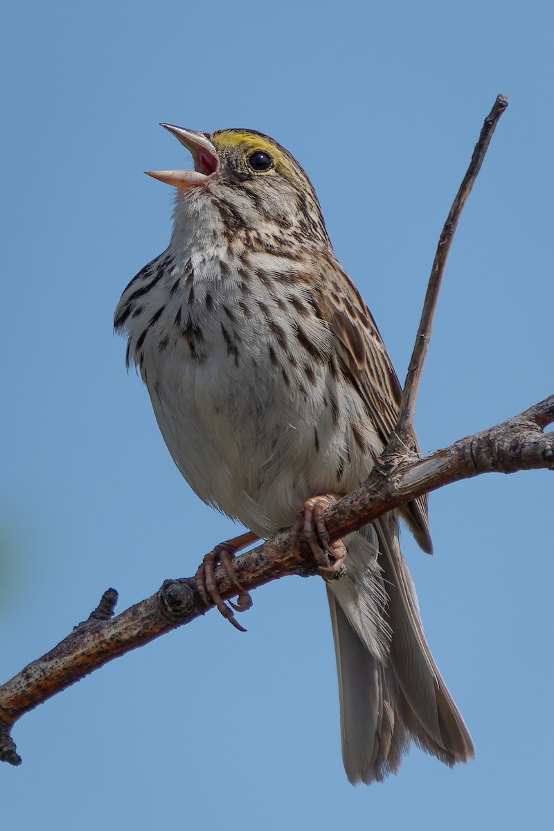 Savannah Sparrow - ML620401256