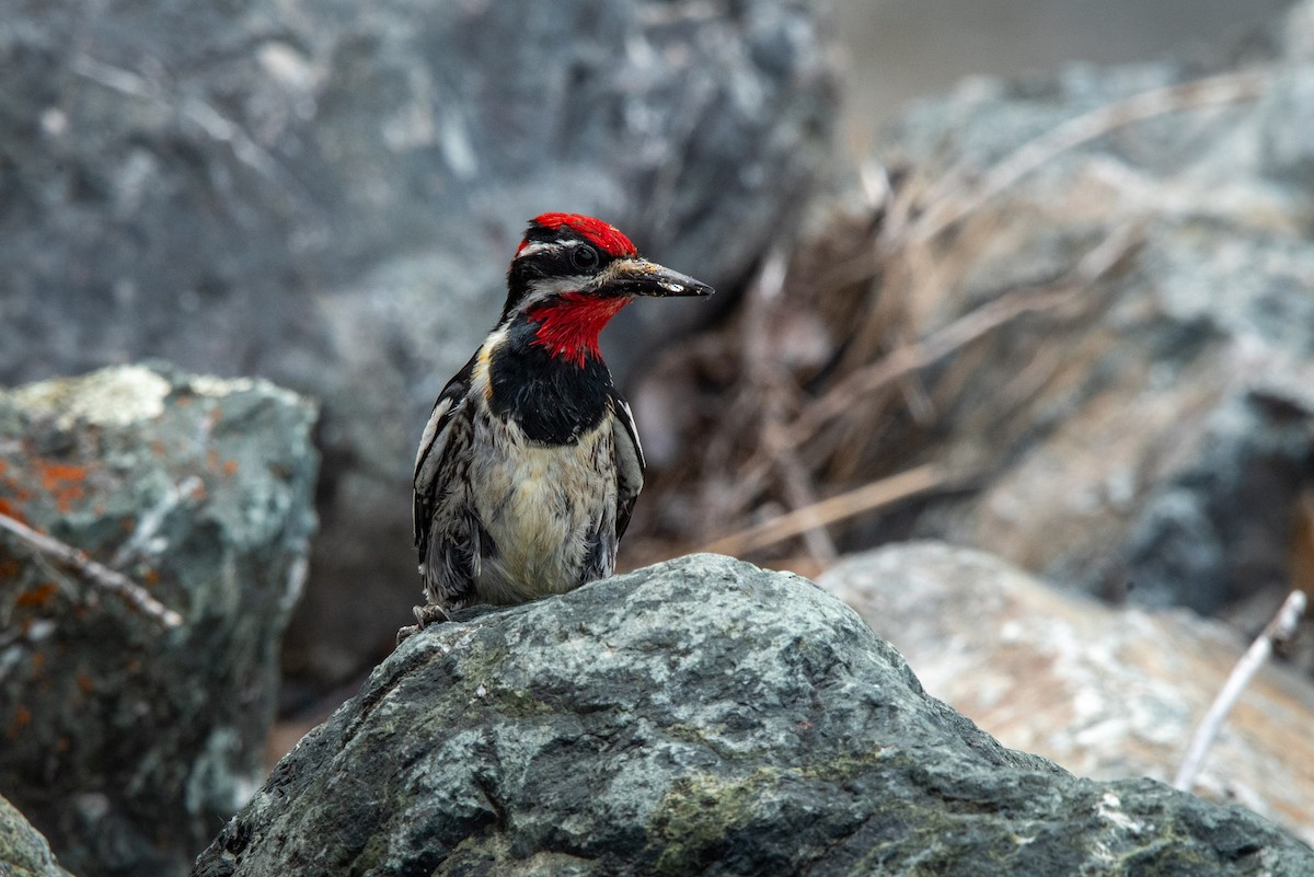 Red-naped Sapsucker - ML620401258