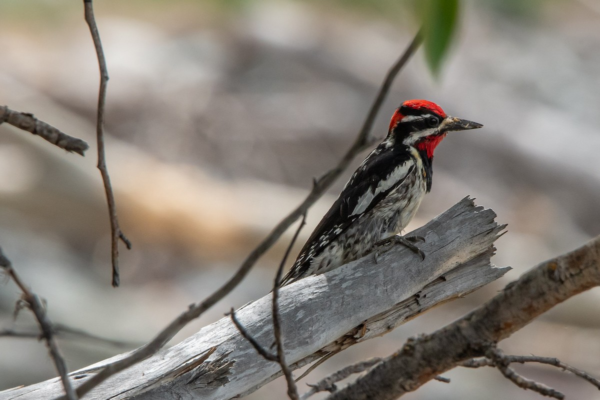 Red-naped Sapsucker - ML620401259