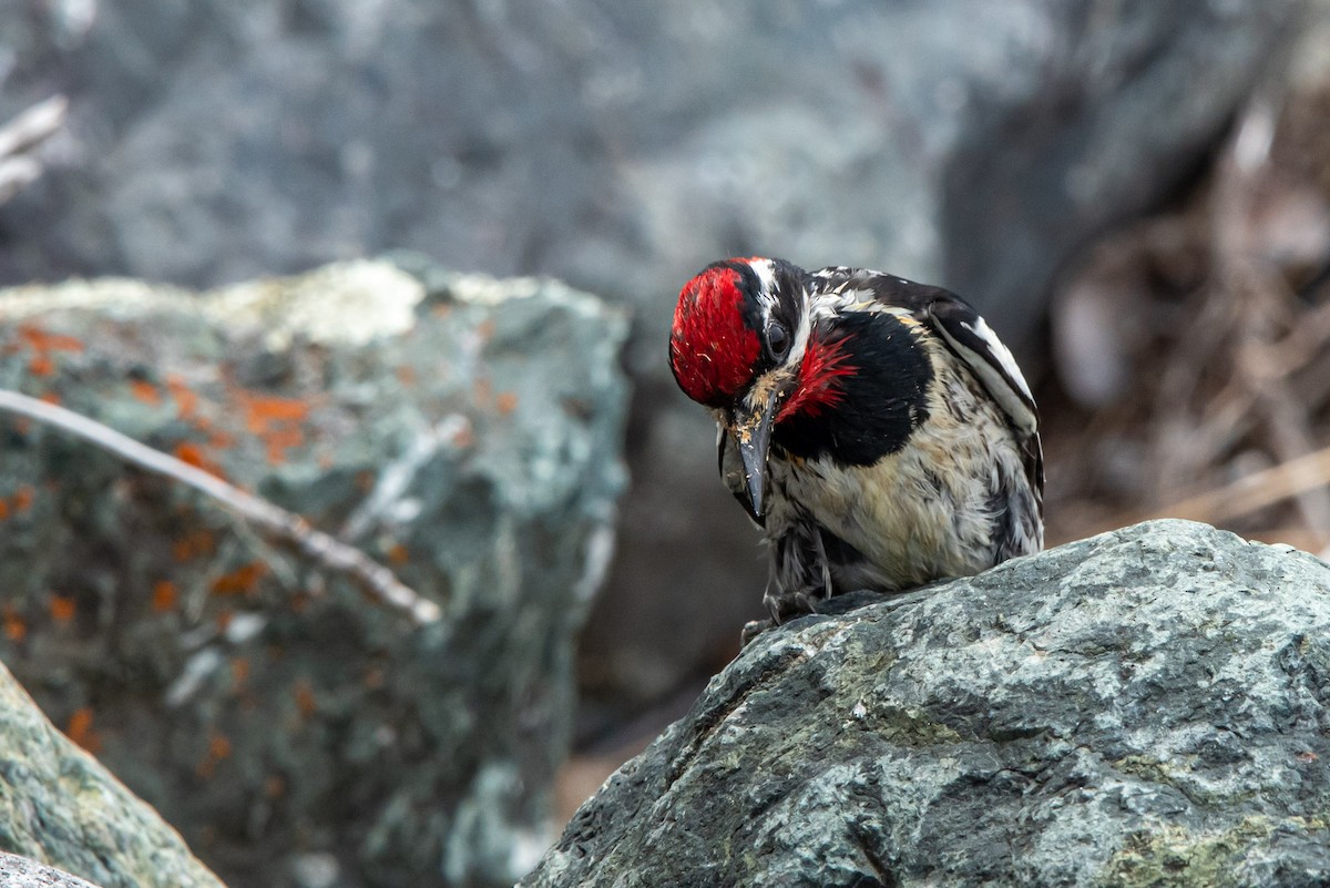 Red-naped Sapsucker - ML620401260