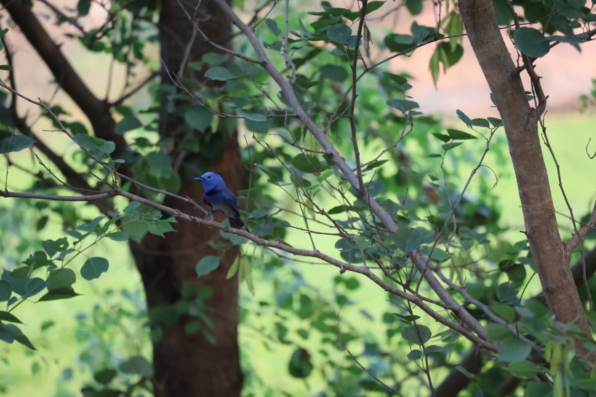 Black-naped Monarch - ML620401261