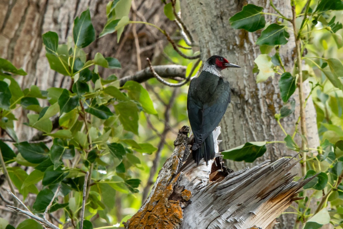 Lewis's Woodpecker - ML620401263