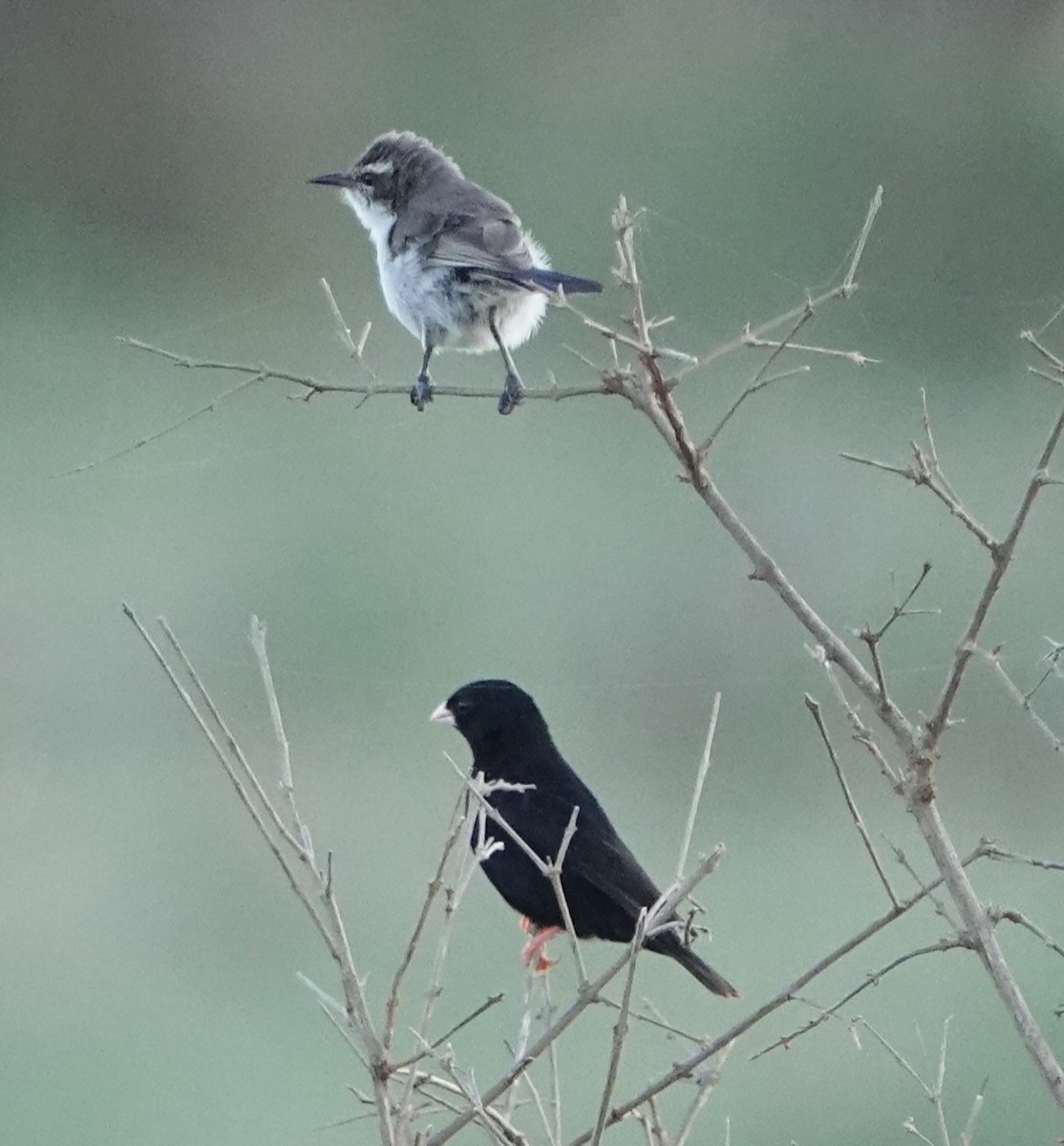 Village Indigobird - ML620401273