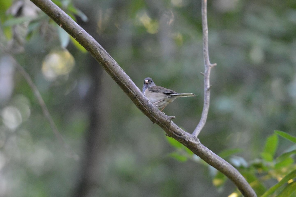 Dark-eyed Junco - ML620401276