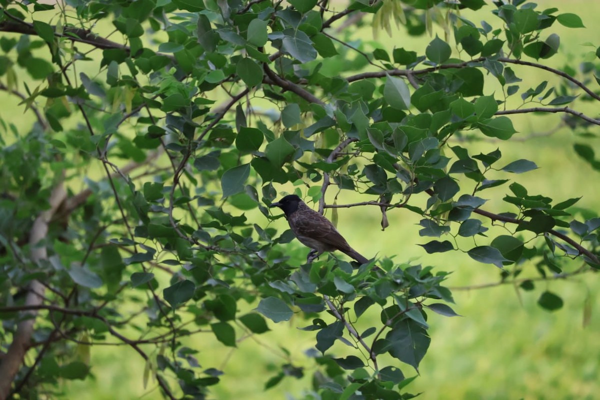 Red-vented Bulbul - ML620401281