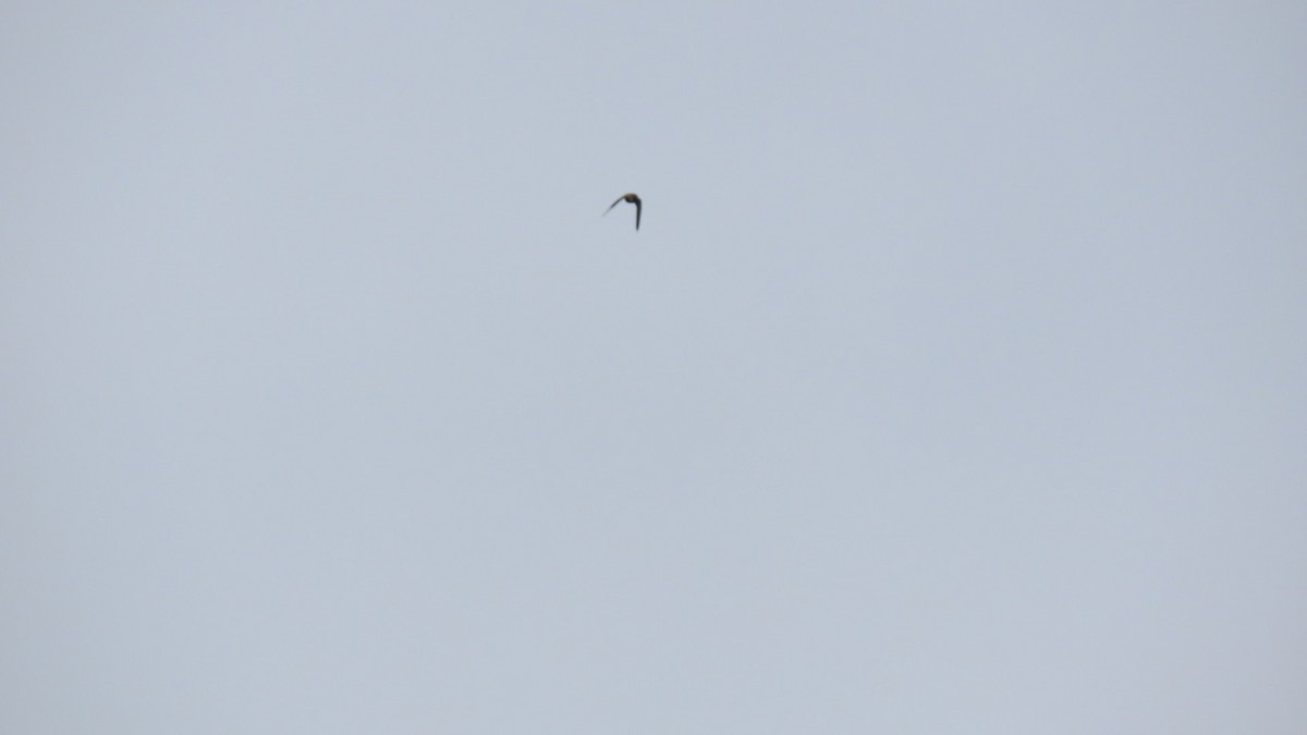 Red-rumped Swallow - ML620401291
