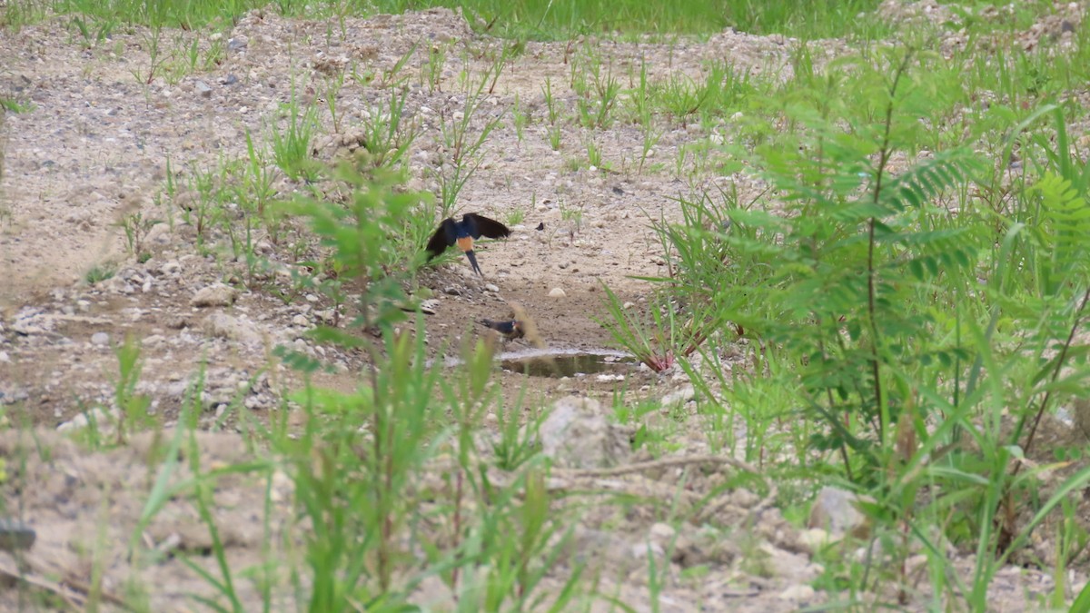 Red-rumped Swallow - ML620401293