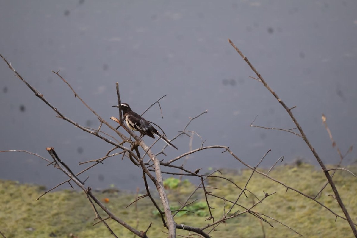 White-browed Wagtail - ML620401300