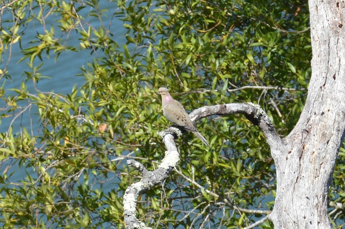 Mourning Dove - ML620401301