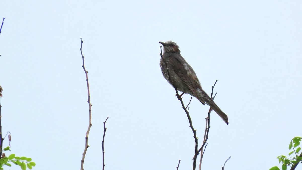 Brown-eared Bulbul - ML620401312