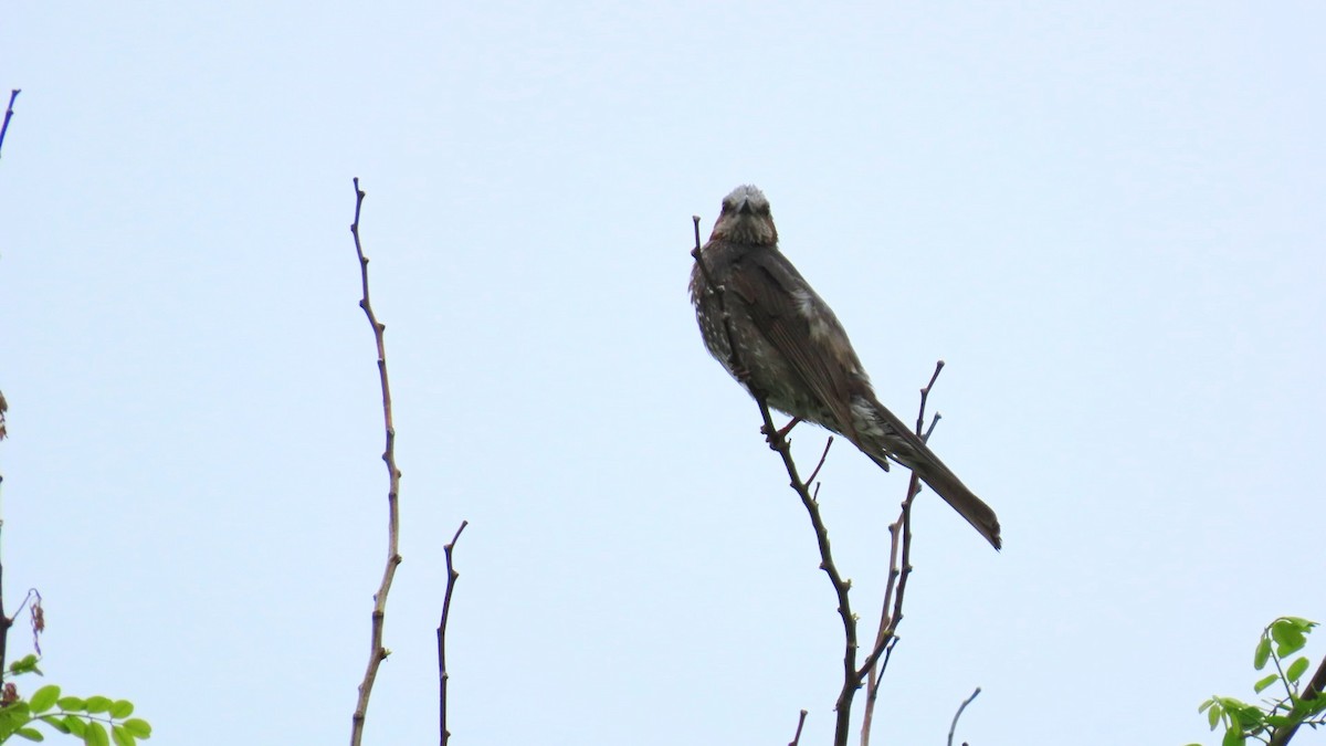 Brown-eared Bulbul - ML620401313