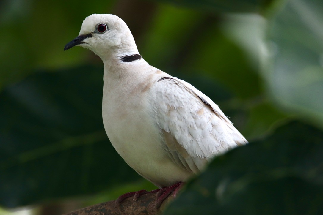 African Collared-Dove - ML620401317