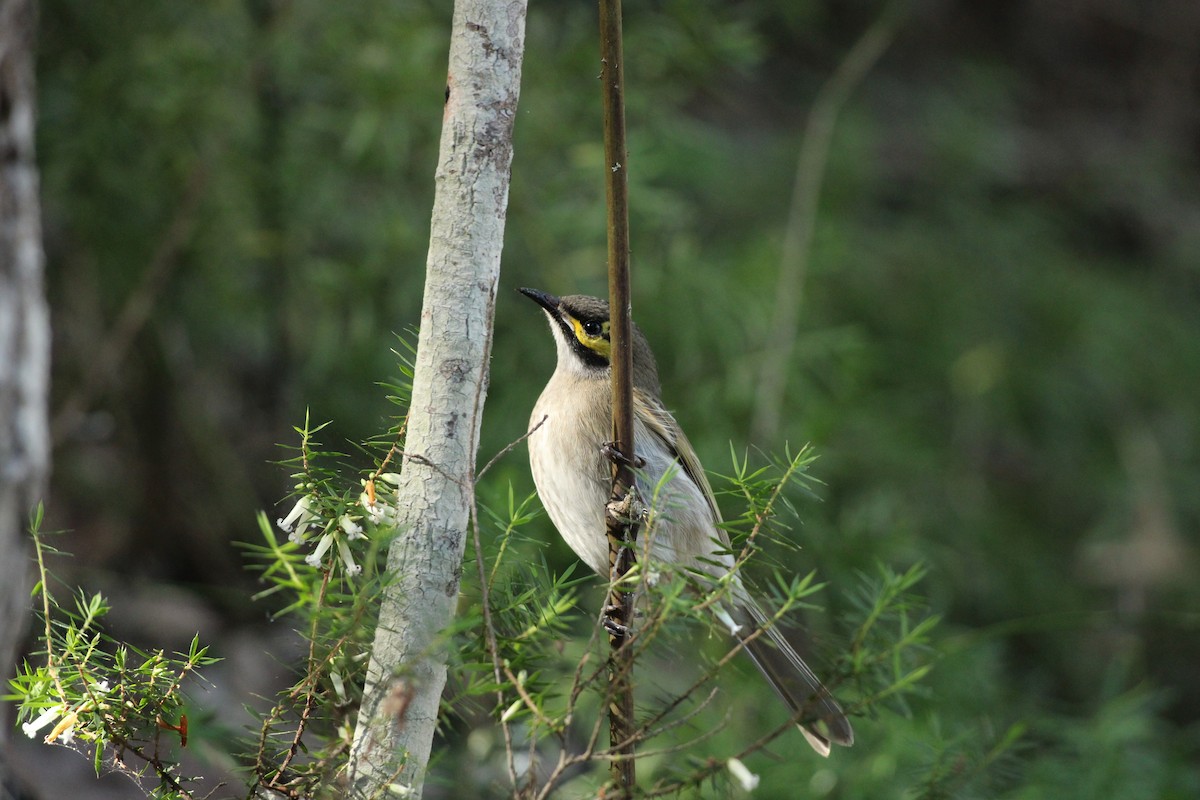 Yellow-faced Honeyeater - Bailey McCahon