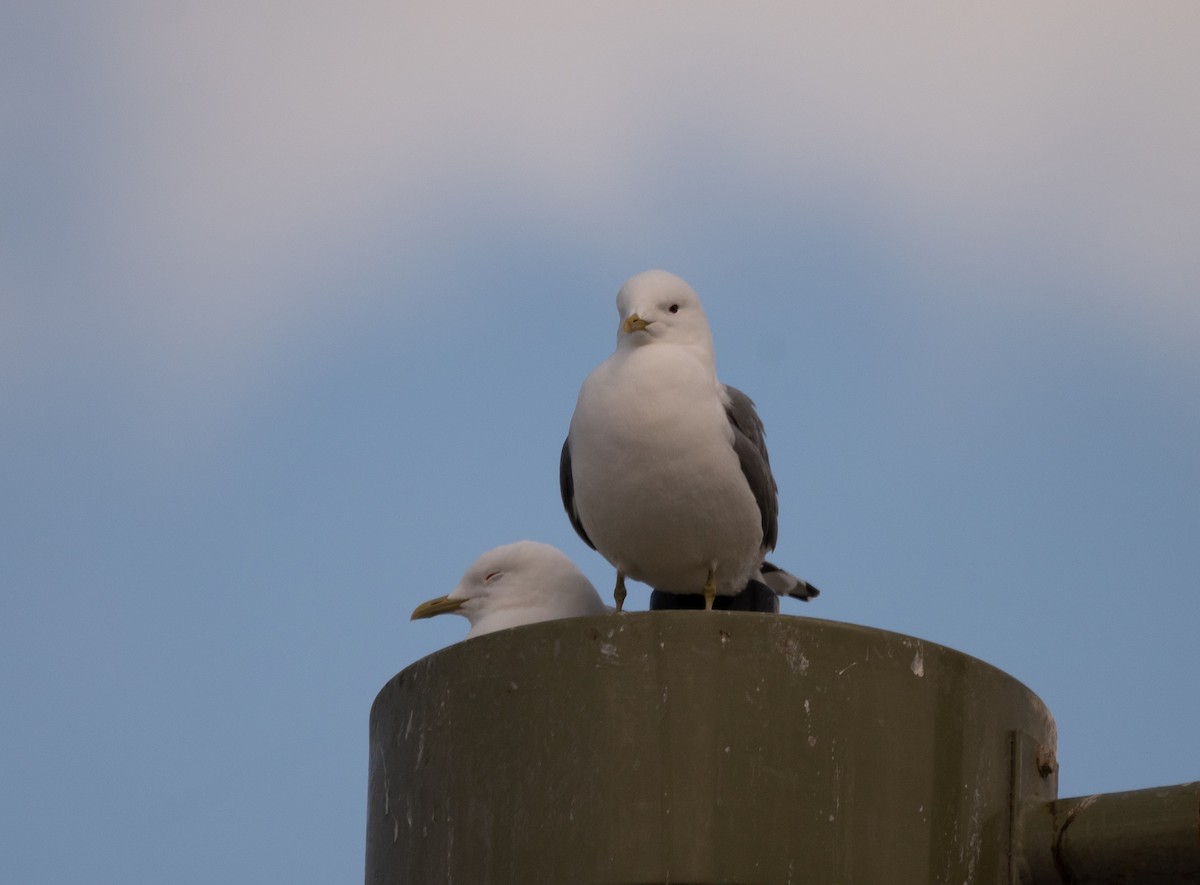 Short-billed Gull - ML620401328