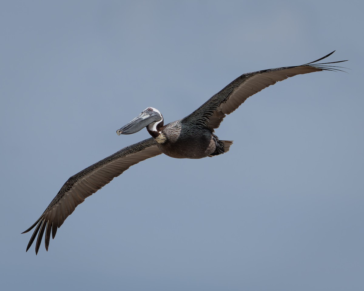 Brown Pelican - ML620401330