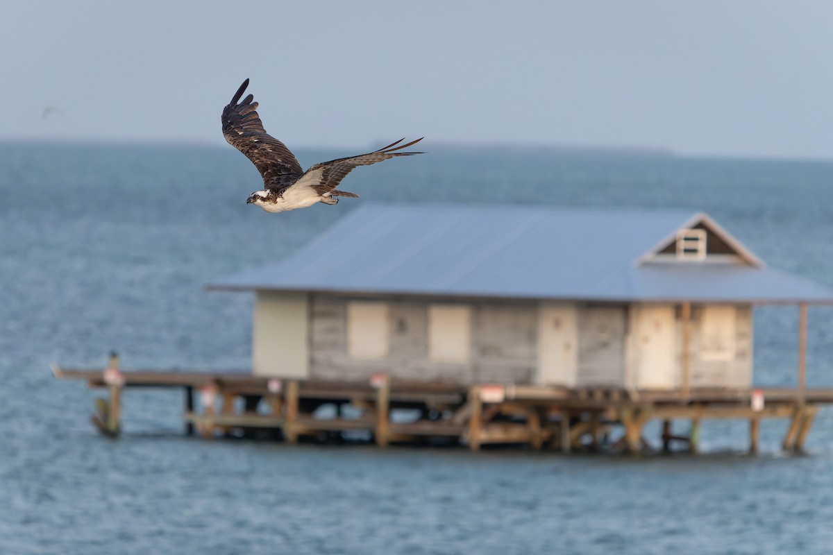 Águila Pescadora - ML620401339