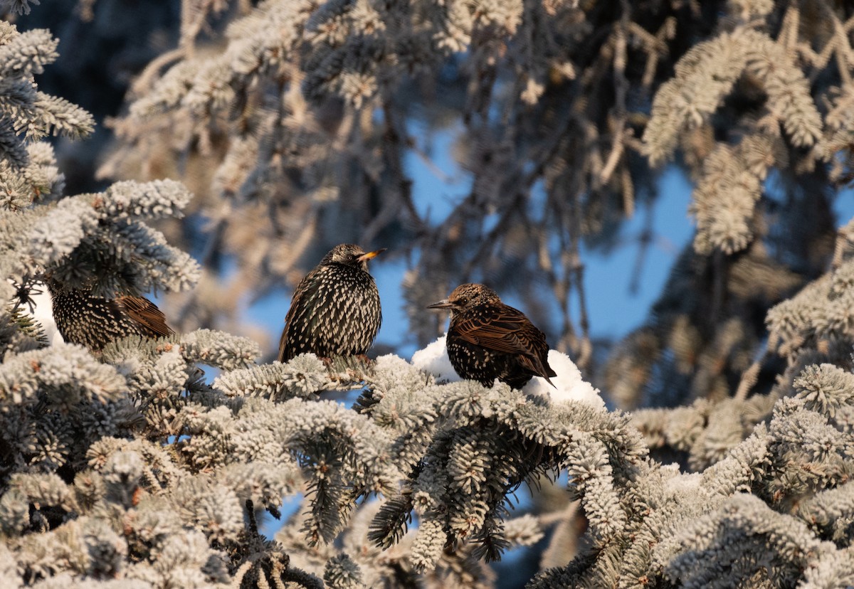 European Starling - ML620401340