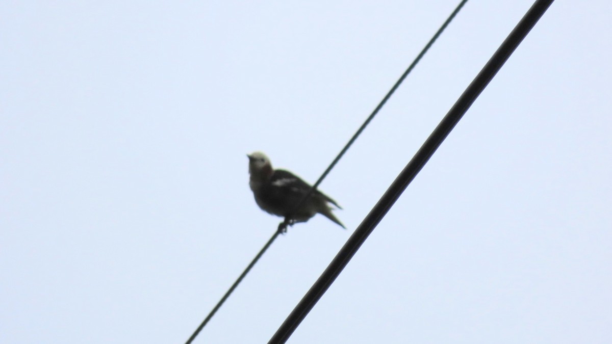 Chestnut-cheeked Starling - ML620401344