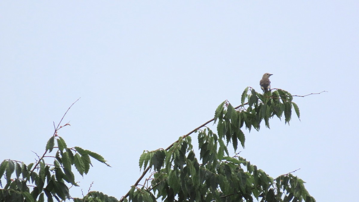 Chestnut-cheeked Starling - ML620401346