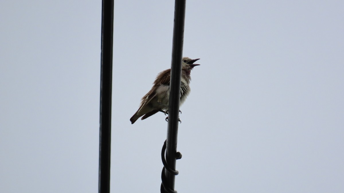 Chestnut-cheeked Starling - ML620401349