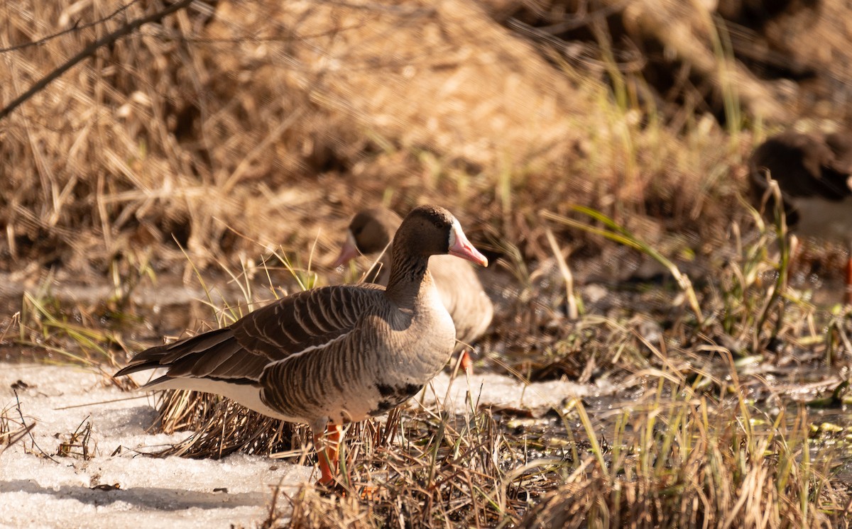 Greater White-fronted Goose - ML620401351
