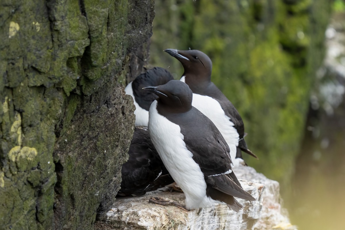Thick-billed Murre - ML620401361