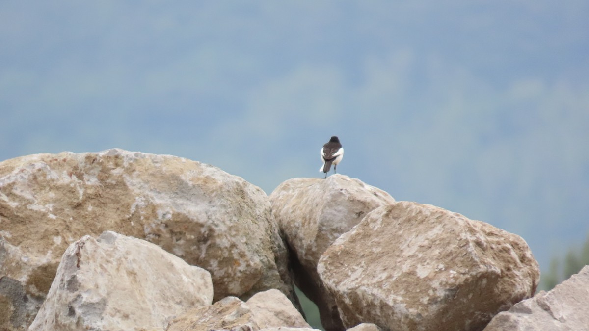 Japanese Wagtail - ML620401367