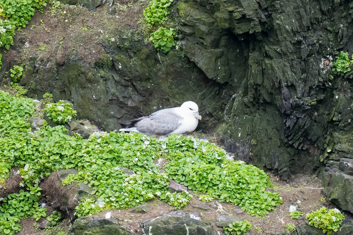 Fulmar boréal - ML620401378