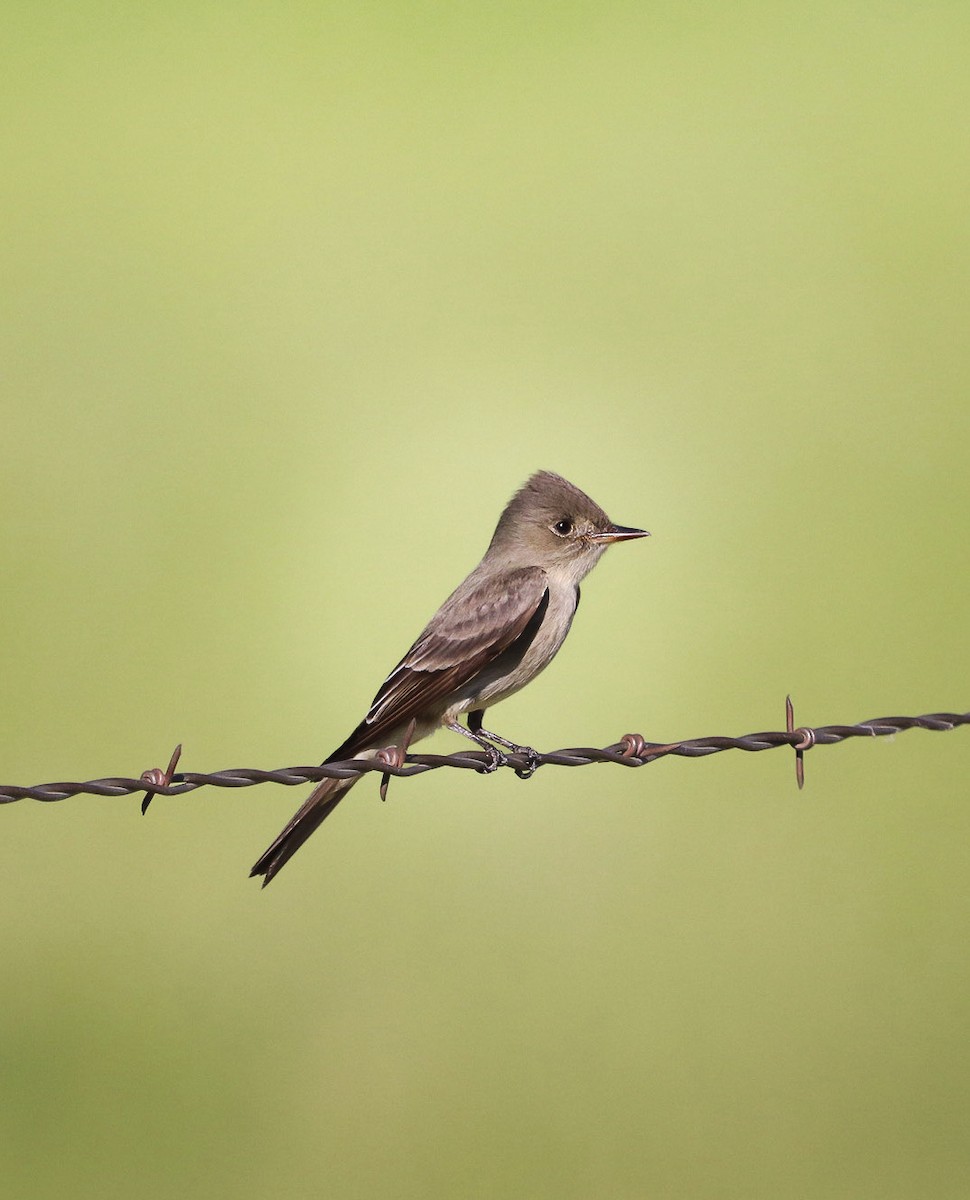 Western Wood-Pewee - ML620401379