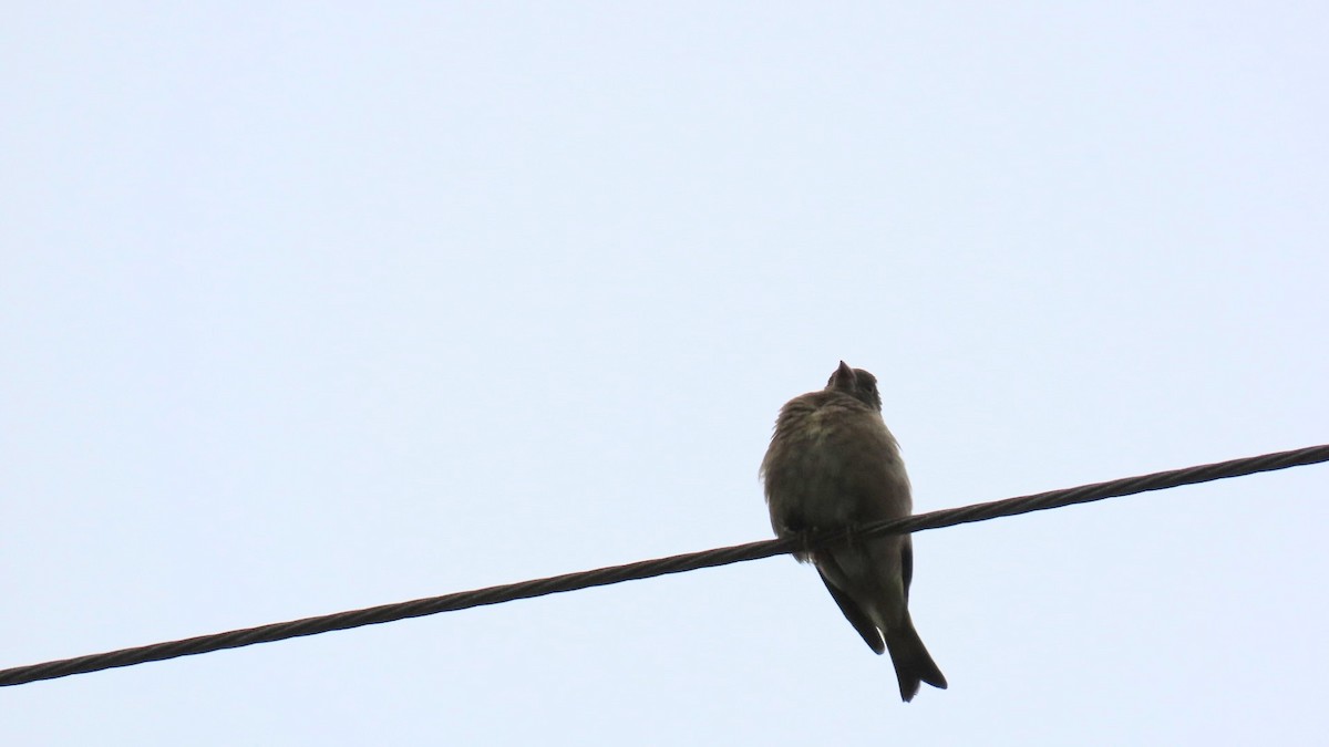 Oriental Greenfinch - ML620401398