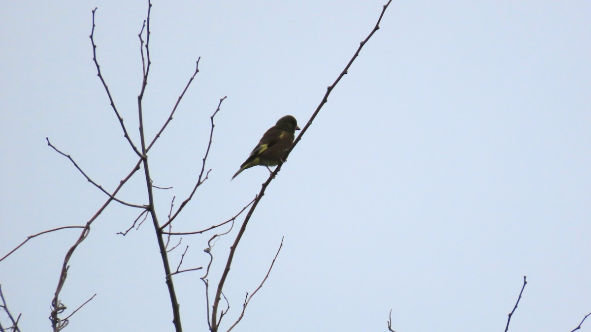 Oriental Greenfinch - YUKIKO ISHIKAWA