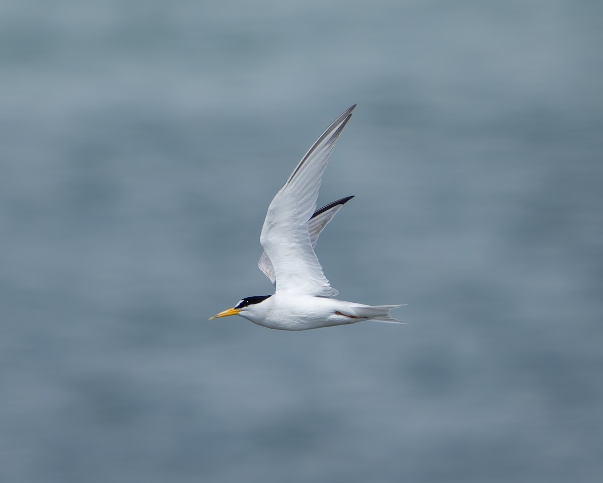 Least Tern - ML620401413