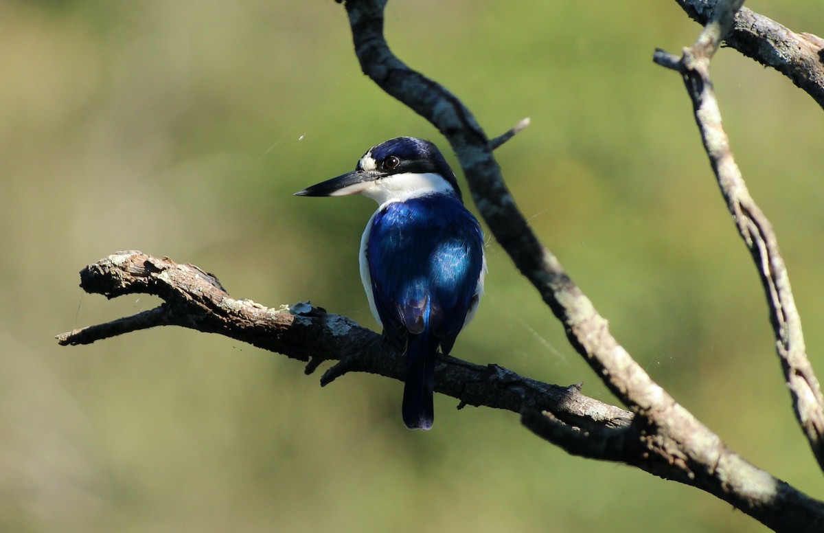 Forest Kingfisher - ML620401421