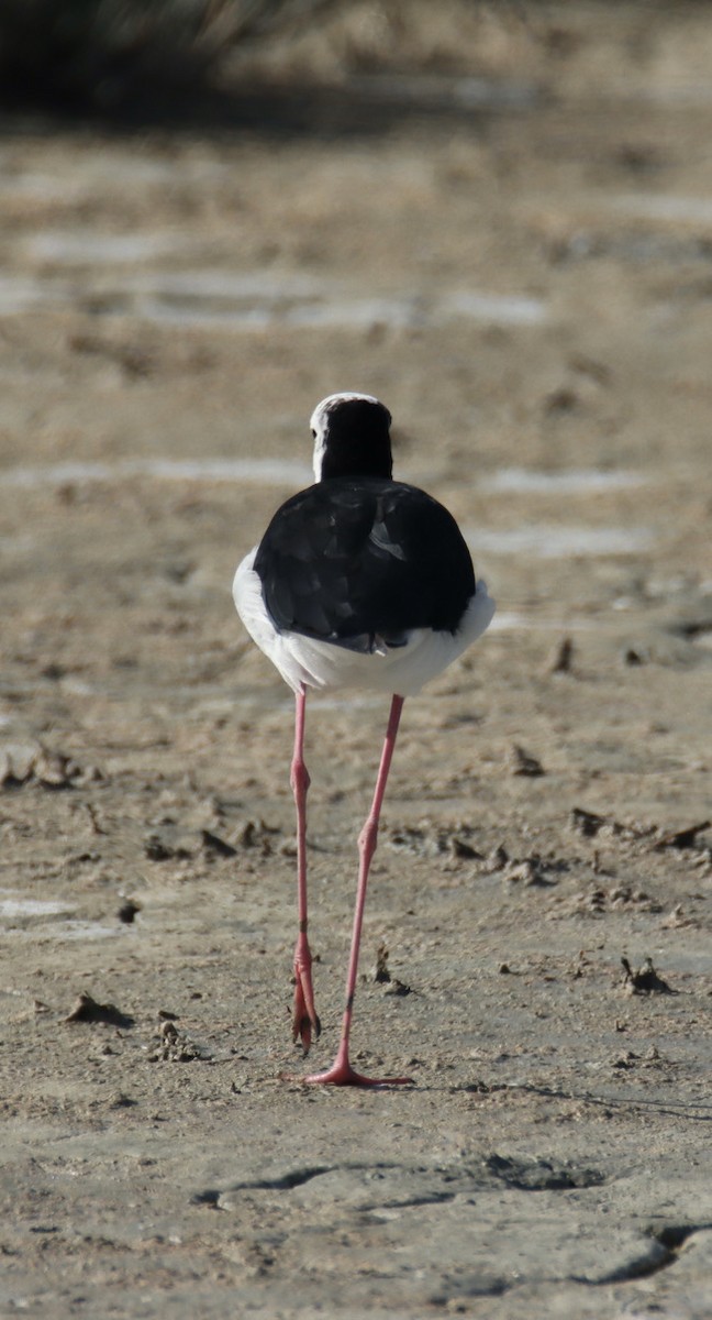 Pied Stilt - ML620401422