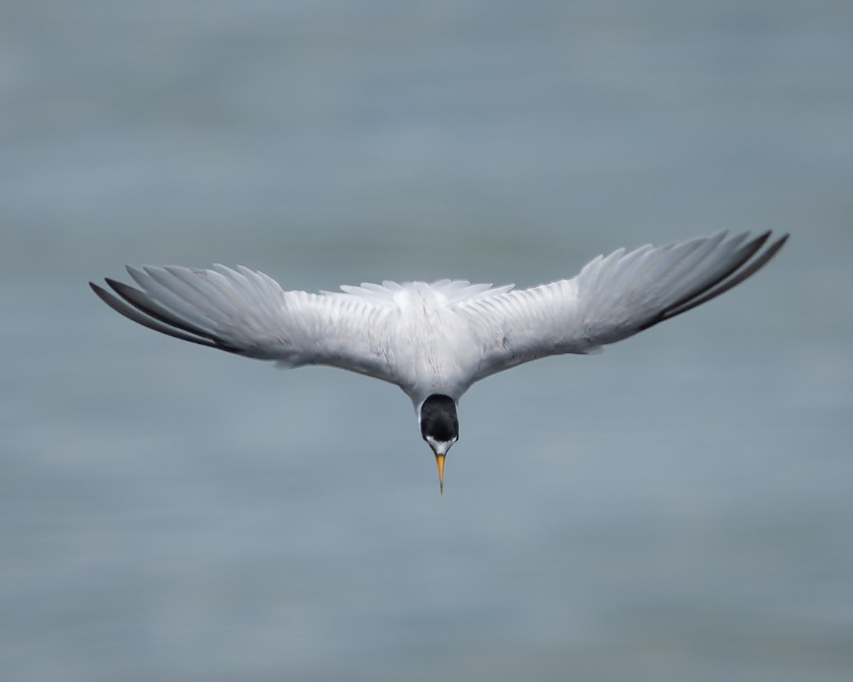 Least Tern - ML620401433