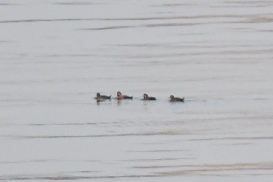 Harlequin Duck - ML620401440