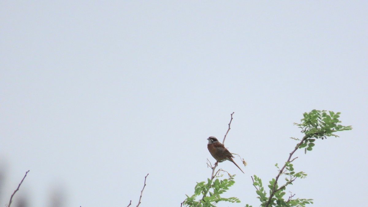 Meadow Bunting - ML620401453