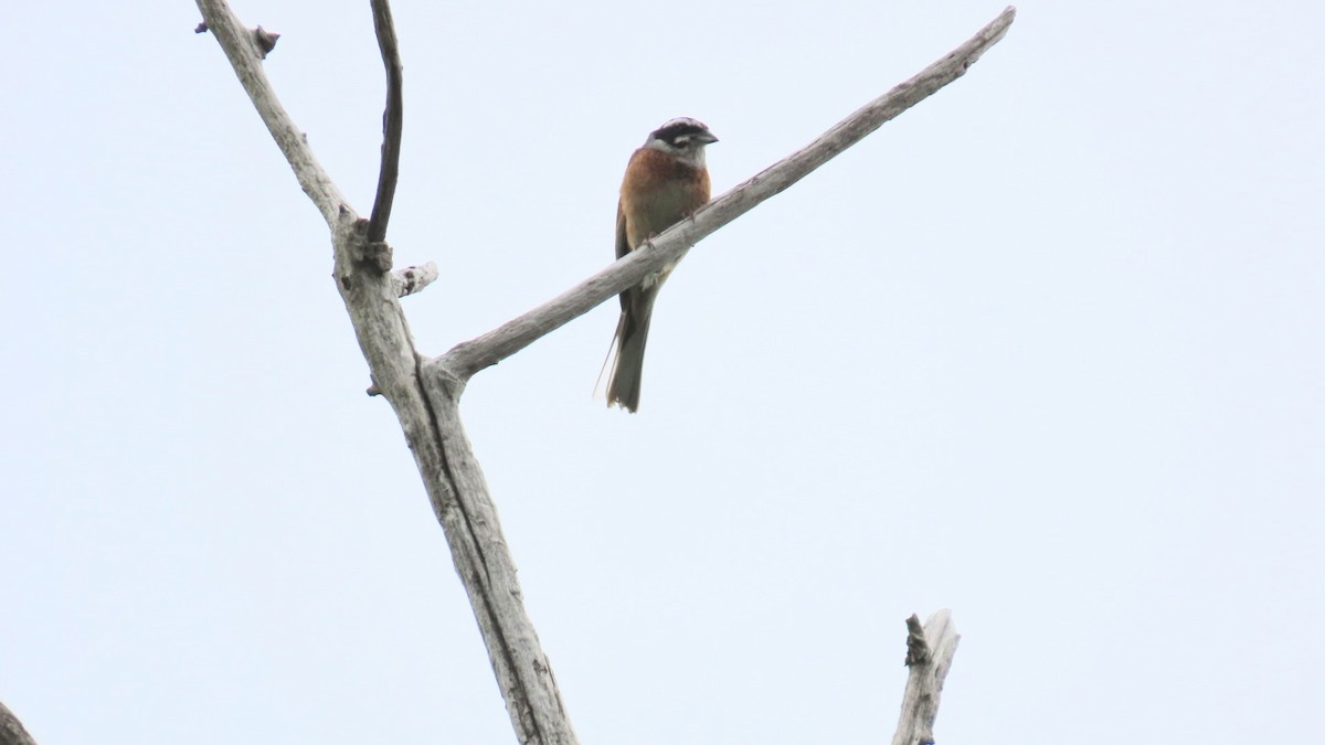 Meadow Bunting - ML620401460