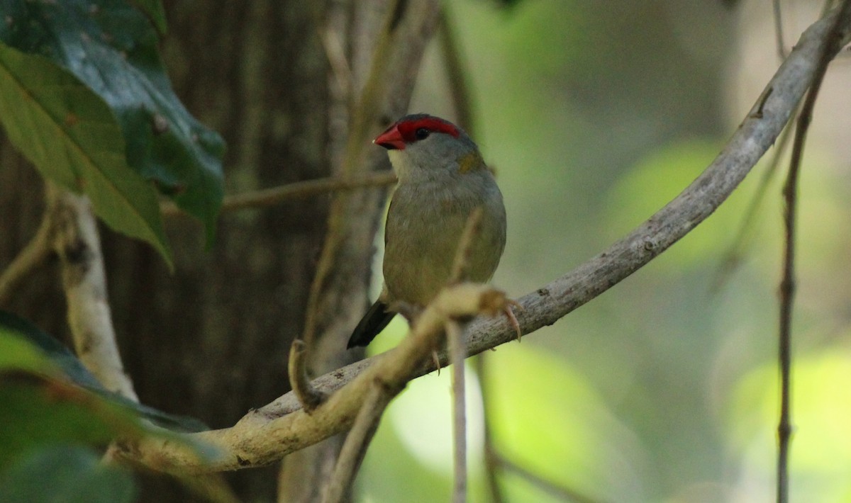 Red-browed Firetail - ML620401463