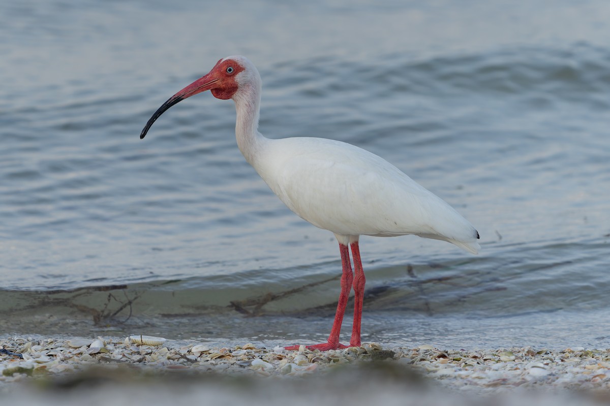 White Ibis - ML620401505