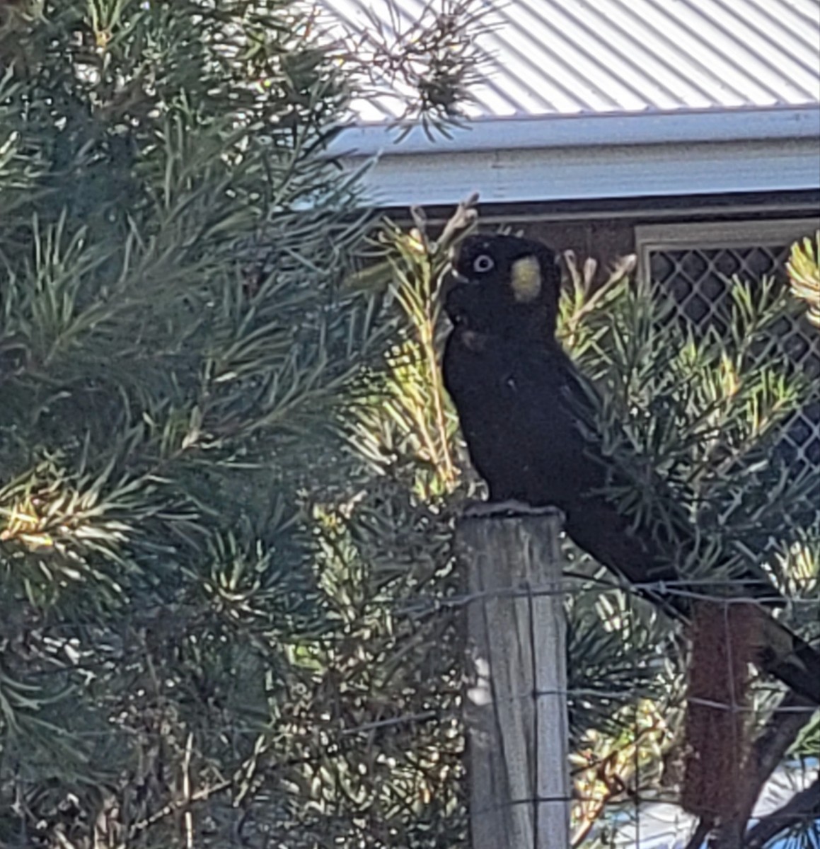 Yellow-tailed Black-Cockatoo - ML620401507