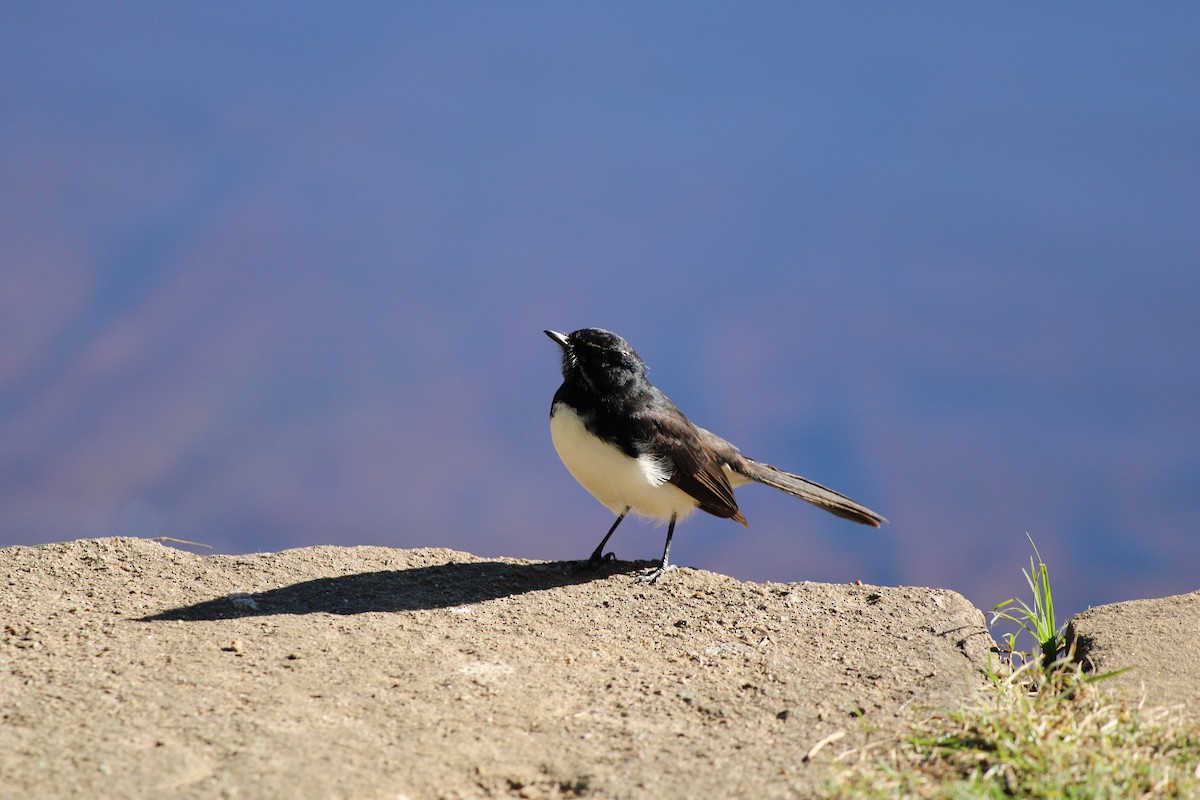 Willie-wagtail - Bailey McCahon